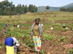 Crop Picking, Rwanda