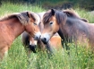 Wild Ponies, Exmoor