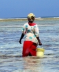 Shell Collector, Zanzibar