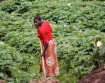 Working The Fields, Rwanda
