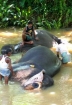 Elephant Bath, Sri Lanka