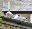 Baby Seagulls, Cornwall