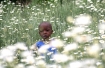 Field Of Daisies, Rwanda