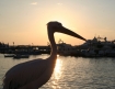 Sunset Pelican, Mykonos, Greece