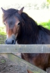 Exmoor Pony, Devon